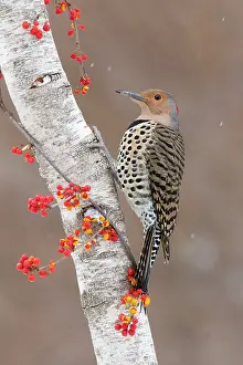 Flicker: Northern Flicker - Yellow-shafted race