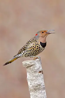 Flicker: Northern Flicker - Yellow-shafted race
