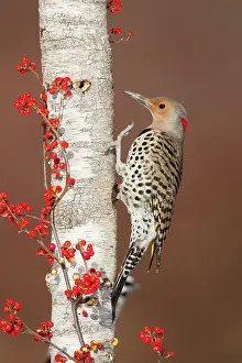 Flicker: Northern Flicker - Yellow-shafted race
