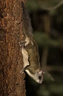 Nevadas: Northern Flying Squirrel perched - Northern Flying