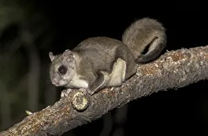 Nevadas: Northern Flying Squirrel perched - Northern Flying