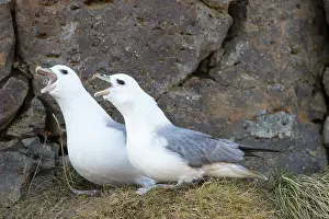 Fulmars: Northern Fullma displaying pair Icland