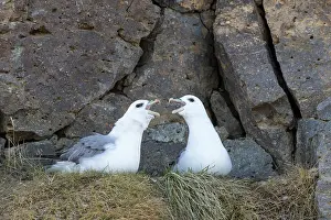 160517: Northern Fullma displaying pair Icland