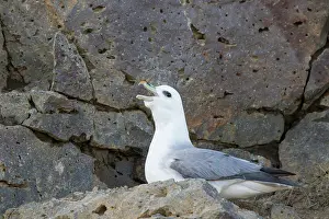 160517: Northern Fullmar adult bird calling Icland