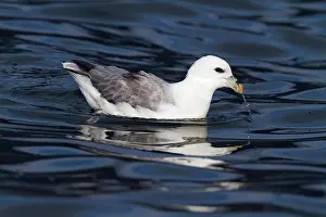Fulmarus: Northern Fulmar