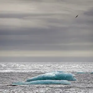 Glacialis: Northern Fulmar