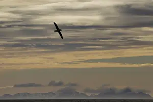 Petrel: Northern Fulmar