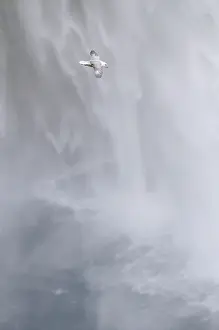 Seljalandsfoss: Northern Fulmar