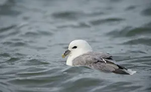 Glacialis: Northern Fulmar