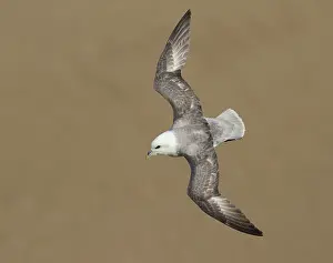 Fulmarus: Northern Fulmar