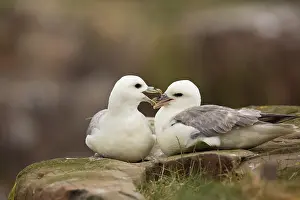 Fulmarus: Northern Fulmar