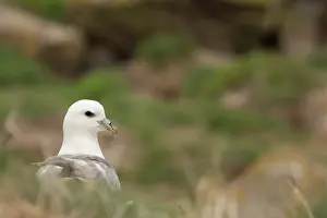 Fulmarus: Northern Fulmar