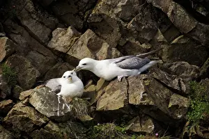 Fair: Northern Fulmar