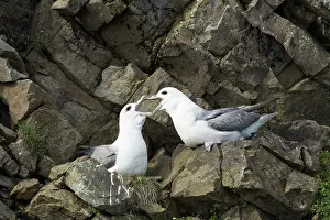 Fair: Northern Fulmar