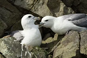Fair: Northern Fulmar