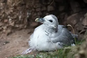 Fair: Northern Fulmar