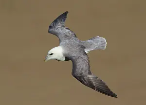 Fulmarus: Northern Fulmar