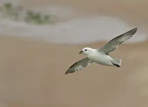 Fulmarus: Northern Fulmar
