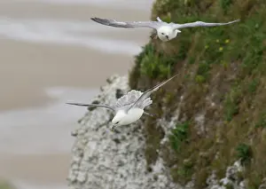 Fulmarus: Northern Fulmar