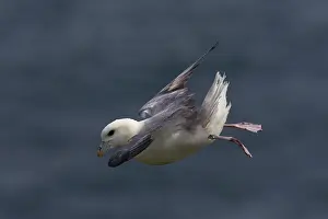 Drifting: Northern Fulmar
