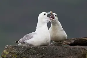 Fulmarus: Northern Fulmar