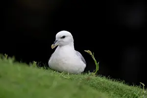 Fulmarus: Northern Fulmar