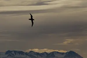Petrel: Northern Fulmar
