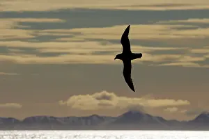 Petrel: Northern Fulmar
