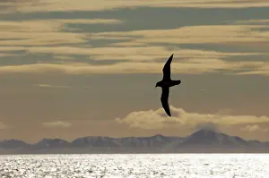 Petrel: Northern Fulmar