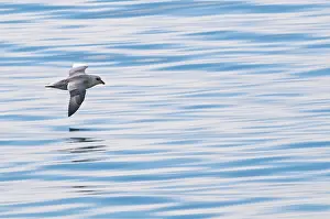 Petrel: Northern Fulmar