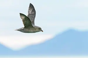 Petrel: Northern Fulmar