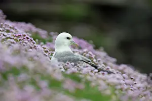 Tops: Northern Fulmar