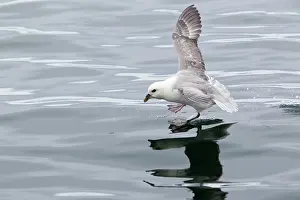 Procellariidae: Northern Fulmar
