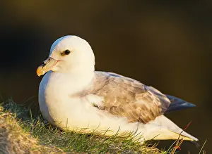 Level: Northern Fulmar