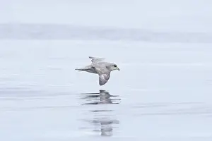 Pelagic: Northern Fulmar