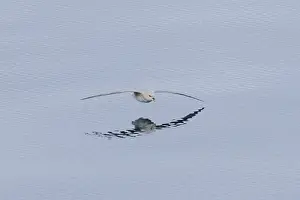 Pelagic: Northern Fulmar