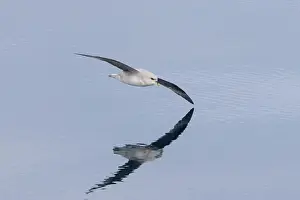 Pelagic: Northern Fulmar