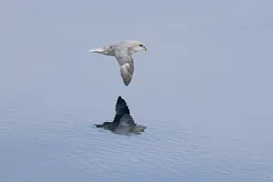 Pelagic: Northern Fulmar