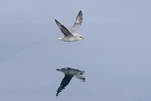 Pelagic: Northern Fulmar
