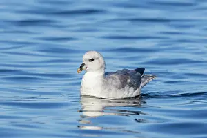 Fulmar: Northern Fulmar
