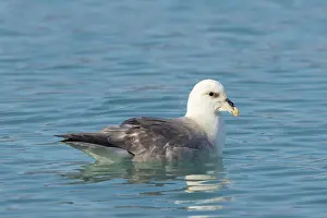 Fulmar: Northern Fulmar