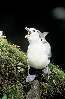 Fulmars: Northern FULMAR - adult bird calling