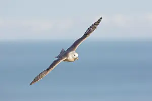 160517: Northern Fulmar adult bird in flight Iceland