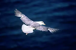 Fulmars: Northern FULMAR - adult bird in flight at sea