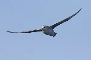 100118: Northern Fulmar - adult bird in flight - Svalbard, Norway