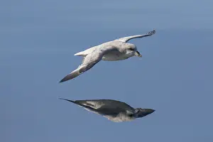 100118: Northern Fulmar - adult bird in flight - Svalbard, Norway