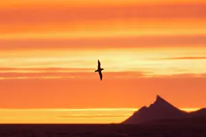 Pelagic: Northern Fulmar - adult bird in flight - Svalbard