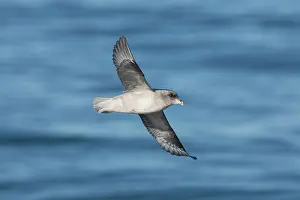 Pelagic: Northern Fulmar - adult bird in flight - Svalbard