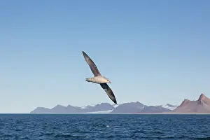 270321: Northern Fulmar - adult bird in flight - Svalbard