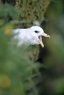 B Moose Peterson: NORTHERN FULMAR - calling